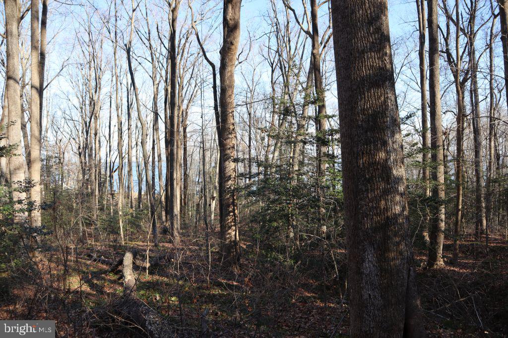 MT PROSPECT RD, LANEVIEW, Virginia 22504, ,Land,For sale,MT PROSPECT RD,VAES2002098 MLS # VAES2002098