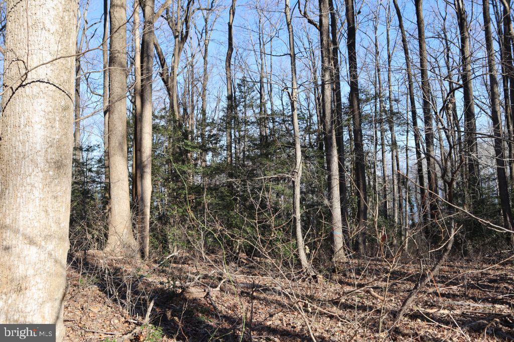 MT PROSPECT RD, LANEVIEW, Virginia 22504, ,Land,For sale,MT PROSPECT RD,VAES2002098 MLS # VAES2002098