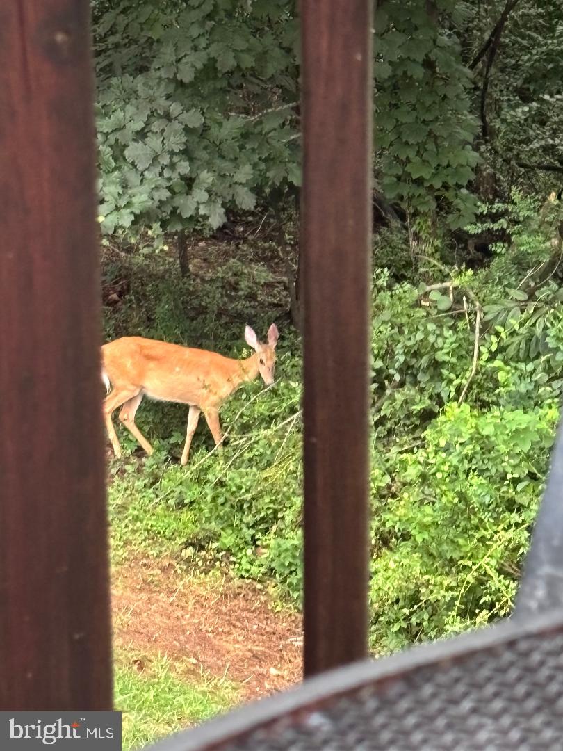 47501 SHARPSKIN ISLAND SQ, STERLING, Virginia 20165, 3 Bedrooms Bedrooms, ,2 BathroomsBathrooms,Residential,For sale,47501 SHARPSKIN ISLAND SQ,VALO2113038 MLS # VALO2113038 47501 SHARPSKIN ISLAND SQ, STERLING, Virginia 20165, 3 Bedrooms Bedrooms, ,2 BathroomsBathrooms,Residential,For sale,47501 SHARPSKIN ISLAND SQ,VALO2113038 MLS # VALO2113038