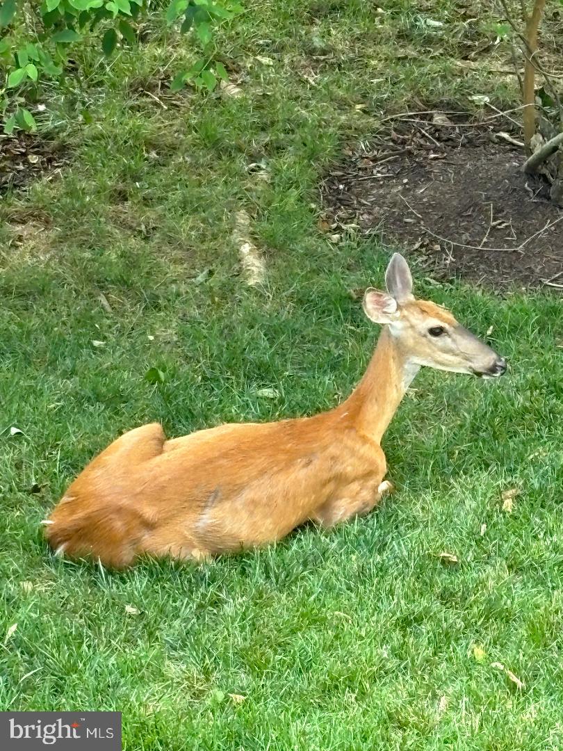 47501 SHARPSKIN ISLAND SQ, STERLING, Virginia 20165, 3 Bedrooms Bedrooms, ,2 BathroomsBathrooms,Residential,For sale,47501 SHARPSKIN ISLAND SQ,VALO2113038 MLS # VALO2113038 47501 SHARPSKIN ISLAND SQ, STERLING, Virginia 20165, 3 Bedrooms Bedrooms, ,2 BathroomsBathrooms,Residential,For sale,47501 SHARPSKIN ISLAND SQ,VALO2113038 MLS # VALO2113038