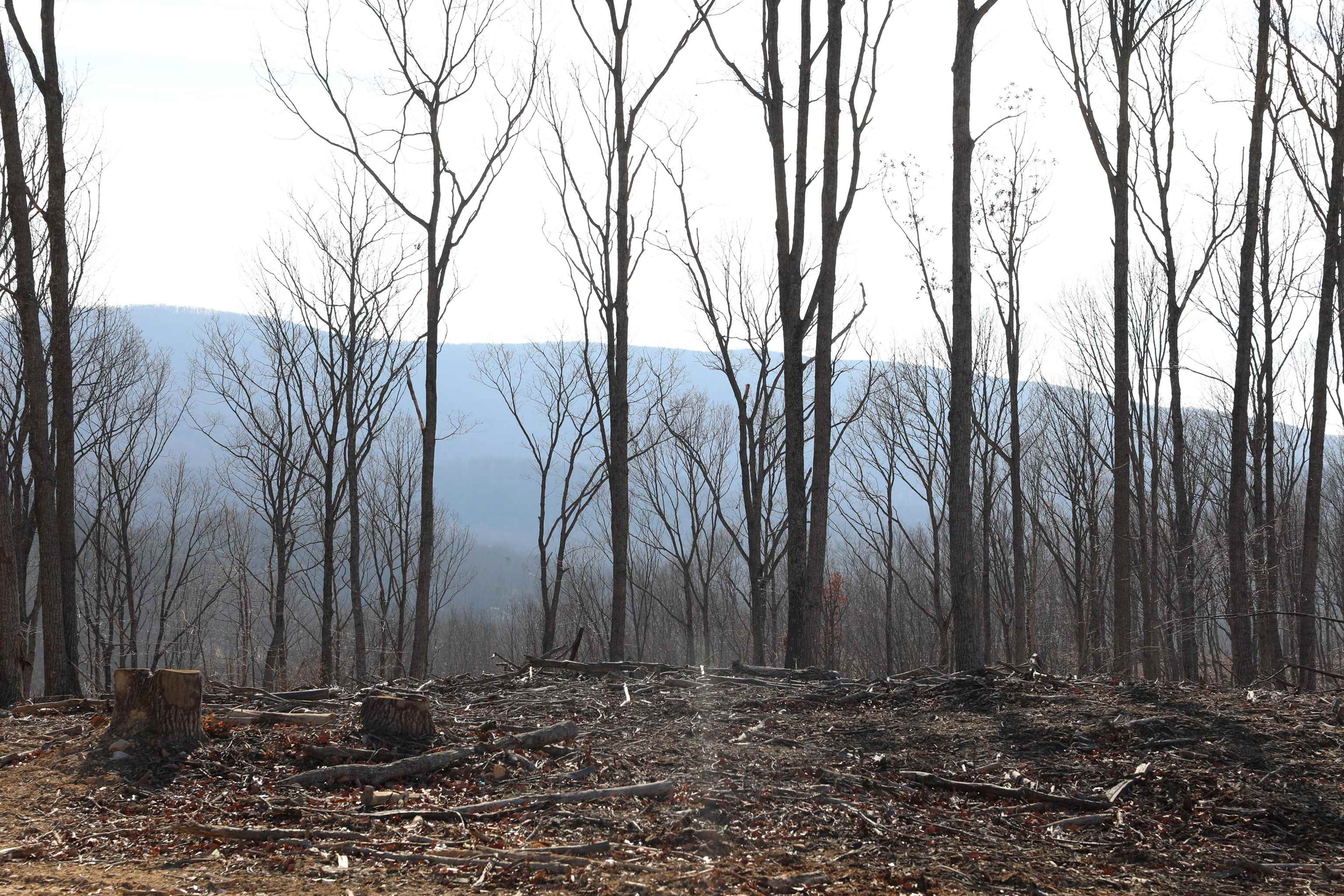 TBD CALF MOUNTAIN RD, WAYNESBORO, Virginia 22980, ,Farm,TBD CALF MOUNTAIN RD,644971 MLS # 644971 TBD CALF MOUNTAIN RD, WAYNESBORO, Virginia 22980, ,Farm,TBD CALF MOUNTAIN RD,644971 MLS # 644971