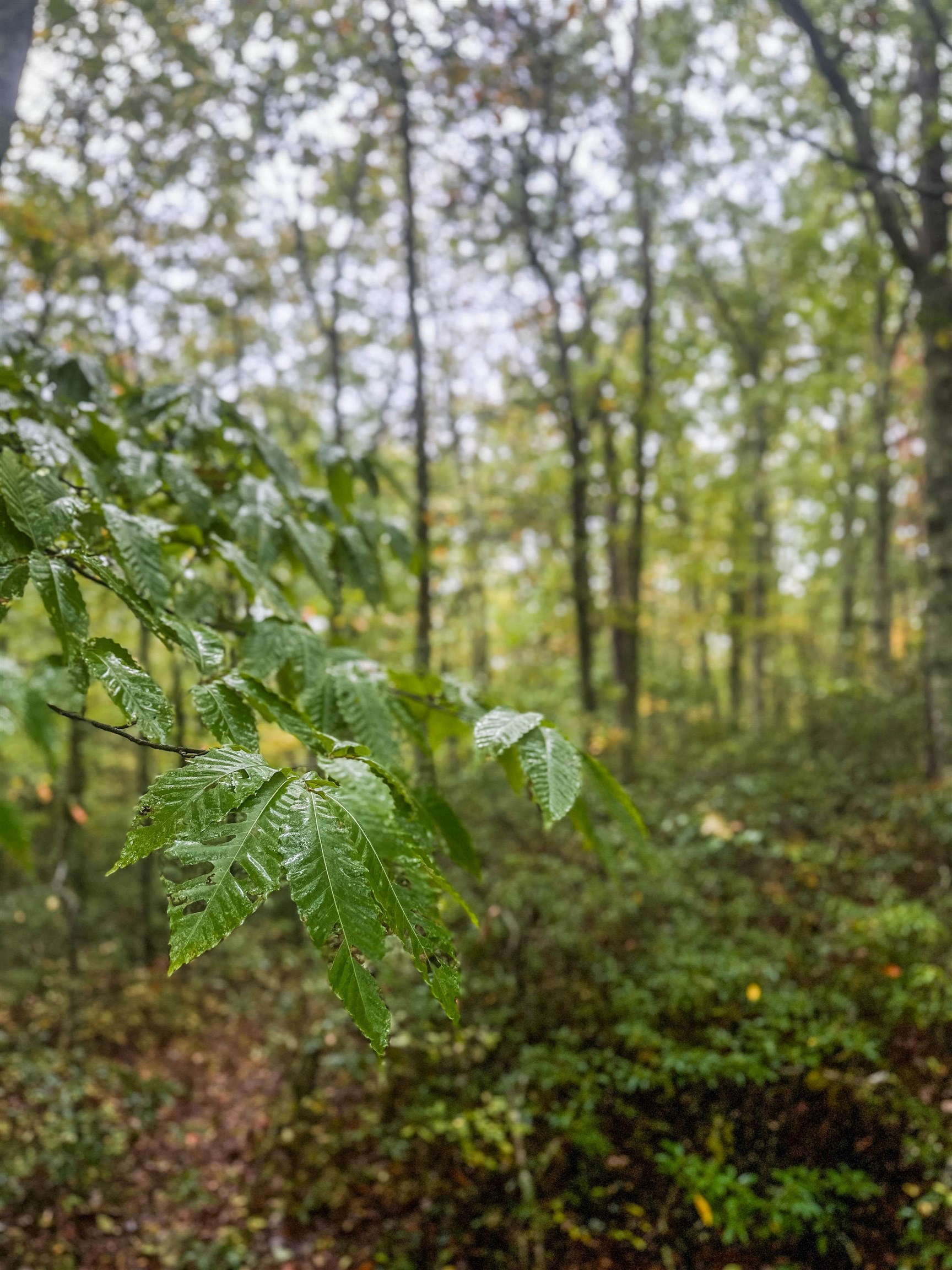 TBD WHIPPOORWILL LN, MONTEREY, Virginia 24465, ,Land,TBD WHIPPOORWILL LN,672142 MLS # 672142 TBD WHIPPOORWILL LN, MONTEREY, Virginia 24465, ,Land,TBD WHIPPOORWILL LN,672142 MLS # 672142