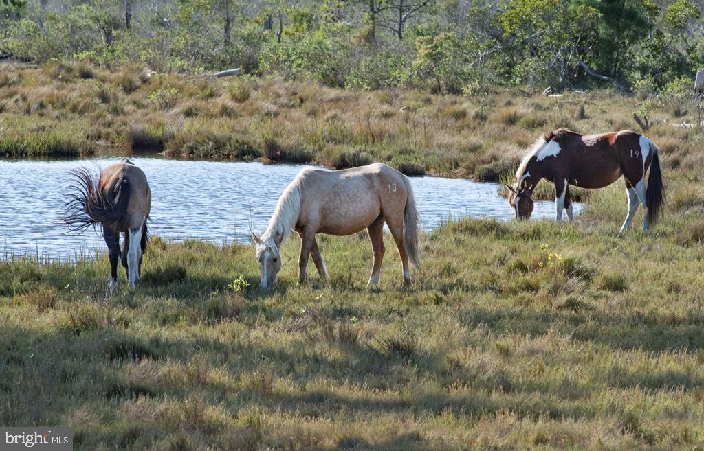 37444 CASTAWAY DR, GREENBACKVILLE, Virginia 23356, 3 Bedrooms Bedrooms, ,2 BathroomsBathrooms,Residential,For sale,37444 CASTAWAY DR,VAAC2002026 MLS # VAAC2002026 37444 CASTAWAY DR, GREENBACKVILLE, Virginia 23356, 3 Bedrooms Bedrooms, ,2 BathroomsBathrooms,Residential,For sale,37444 CASTAWAY DR,VAAC2002026 MLS # VAAC2002026