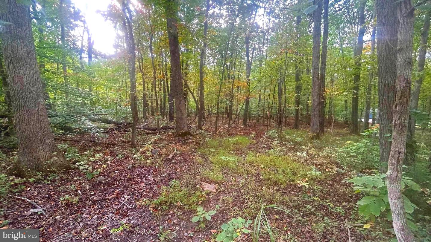 CLIFF LANE, BLUEMONT, Virginia 20135, ,Land,For sale,CLIFF LANE,VACL2006068 MLS # VACL2006068