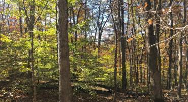 CLIFF LANE, BLUEMONT, Virginia 20135, ,Land,For sale,CLIFF LANE,VACL2006068 MLS # VACL2006068