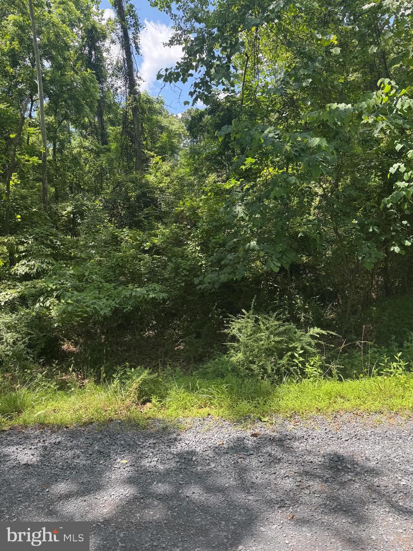 LOT 25 FOREST DRIVE, CROSS JUNCTION, Virginia 22625, ,Land,For sale,LOT 25 FOREST DRIVE,VAFV2038668 MLS # VAFV2038668