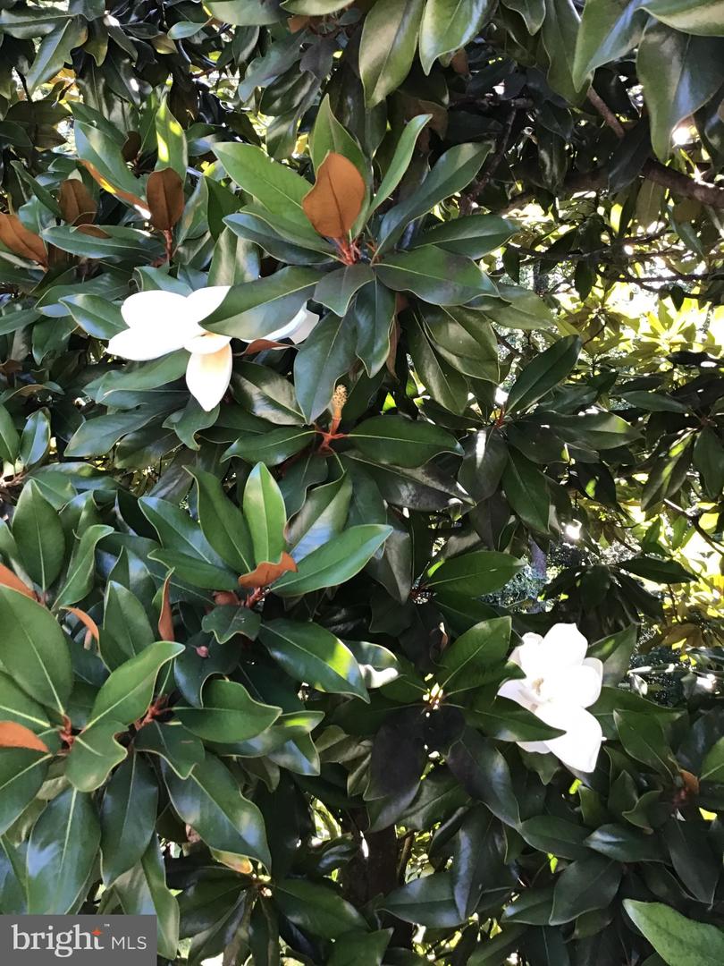 1239 DALEVIEW DR, MCLEAN, Virginia 22102, 5 Bedrooms Bedrooms, ,6 BathroomsBathrooms,Residential,For sale,1239 DALEVIEW DR,VAFX2283404 MLS # VAFX2283404