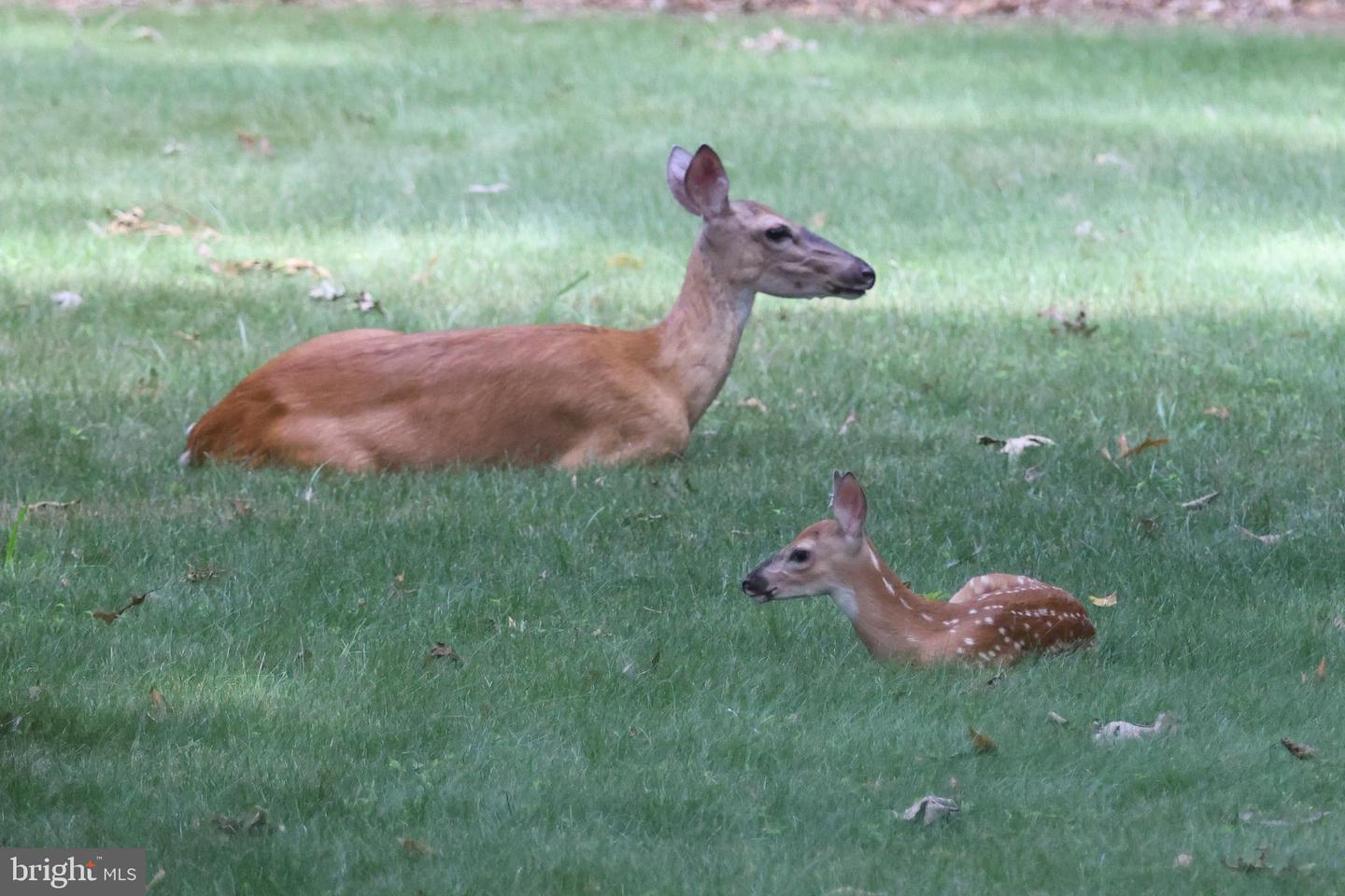 13608 S GENERAL SLOCUM CT, FREDERICKSBURG, Virginia 22407, 4 Bedrooms Bedrooms, ,3 BathroomsBathrooms,Residential,For sale,13608 S GENERAL SLOCUM CT,VASP2038324 MLS # VASP2038324