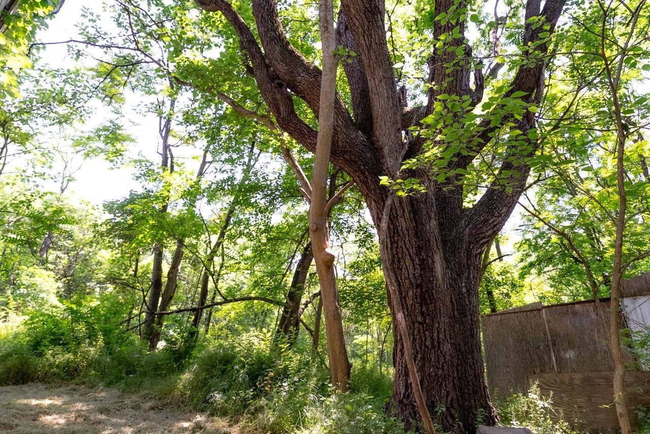 2410 MAUZY ATHLONE RD, BROADWAY, Virginia 22815, ,Land,2410 MAUZY ATHLONE RD,665486 MLS # 665486 2410 MAUZY ATHLONE RD, BROADWAY, Virginia 22815, ,Land,2410 MAUZY ATHLONE RD,665486 MLS # 665486