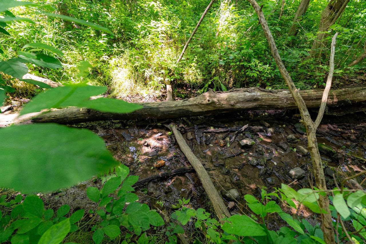 2410 MAUZY ATHLONE RD, BROADWAY, Virginia 22815, ,Land,2410 MAUZY ATHLONE RD,665486 MLS # 665486 2410 MAUZY ATHLONE RD, BROADWAY, Virginia 22815, ,Land,2410 MAUZY ATHLONE RD,665486 MLS # 665486