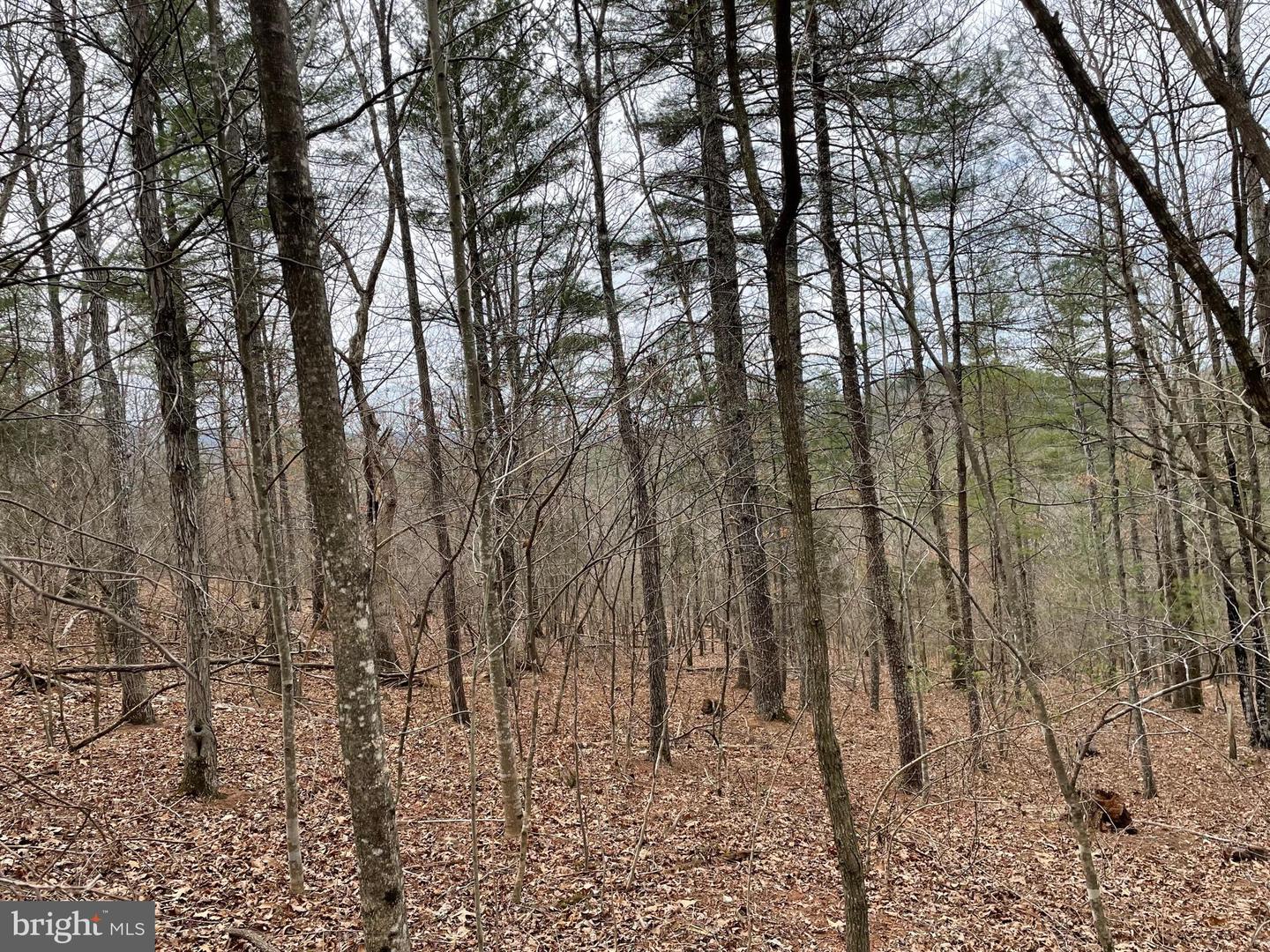 ESTALINE VALLEY RD, CRAIGSVILLE, Virginia 24430, ,Land,For sale,ESTALINE VALLEY RD,VAAG2002724 MLS # VAAG2002724 ESTALINE VALLEY RD, CRAIGSVILLE, Virginia 24430, ,Land,For sale,ESTALINE VALLEY RD,VAAG2002724 MLS # VAAG2002724