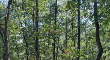 LIGHT ROAD, WINCHESTER, Virginia 22603, ,Land,For sale,LIGHT ROAD,VAFV2034084 MLS # VAFV2034084