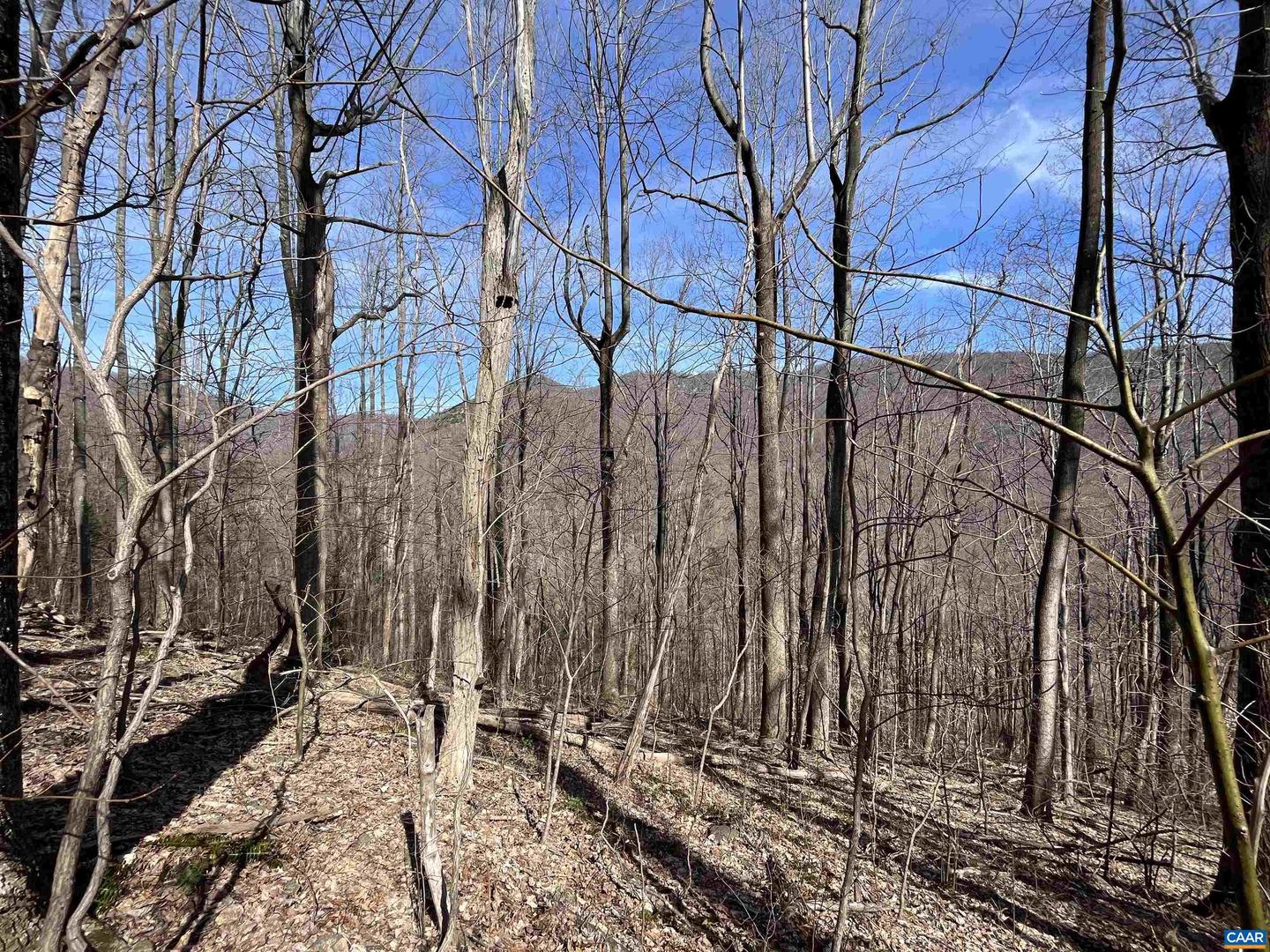 TBD BEECH GROVE RD, ROSELAND, Virginia 22967, ,Land,For sale,TBD BEECH GROVE RD,672179 MLS # 672179 TBD BEECH GROVE RD, ROSELAND, Virginia 22967, ,Land,For sale,TBD BEECH GROVE RD,672179 MLS # 672179