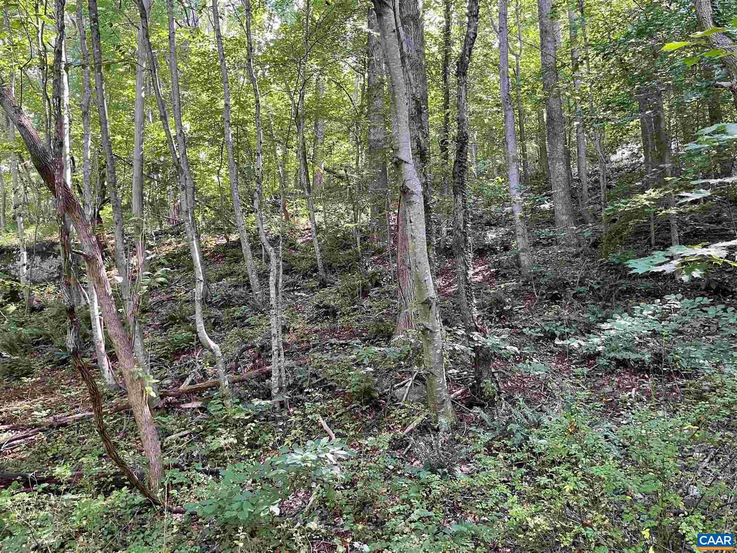 TBD BEECH GROVE RD, ROSELAND, Virginia 22967, ,Land,For sale,TBD BEECH GROVE RD,672179 MLS # 672179 TBD BEECH GROVE RD, ROSELAND, Virginia 22967, ,Land,For sale,TBD BEECH GROVE RD,672179 MLS # 672179