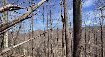 TBD BEECH GROVE RD, ROSELAND, Virginia 22967, ,Land,For sale,TBD BEECH GROVE RD,672179 MLS # 672179