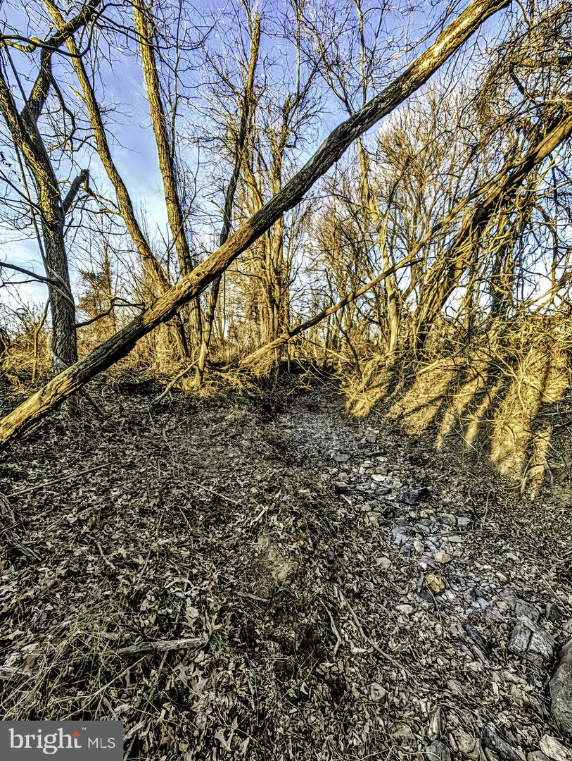 40455 QUARTER BRANCH RD, LOVETTSVILLE, Virginia 20180, ,Land,For sale,40455 QUARTER BRANCH RD,VALO2113386 MLS # VALO2113386 40455 QUARTER BRANCH RD, LOVETTSVILLE, Virginia 20180, ,Land,For sale,40455 QUARTER BRANCH RD,VALO2113386 MLS # VALO2113386