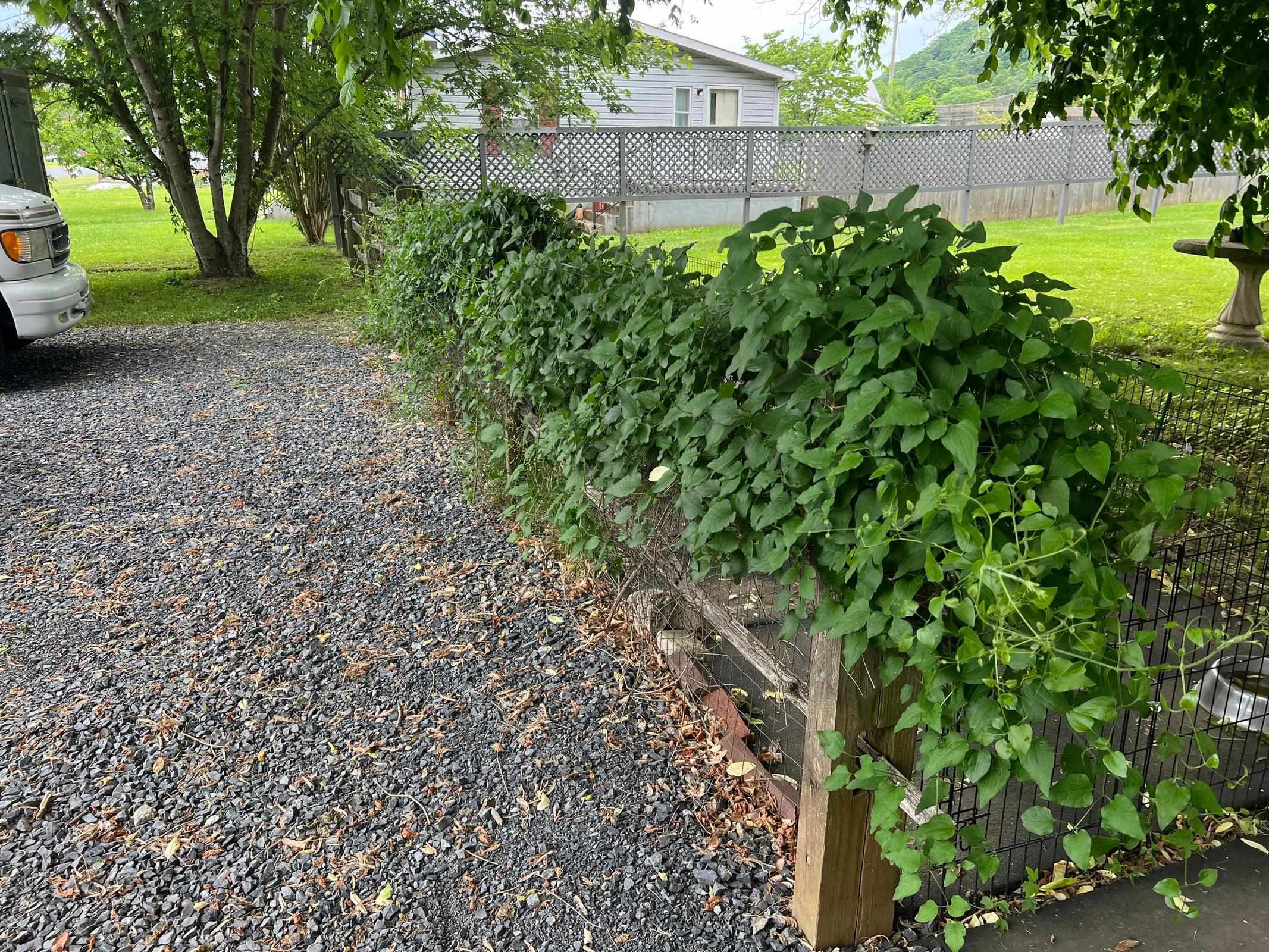 Attractive shrubs line the parking area. Attractive shrubs line the parking area.