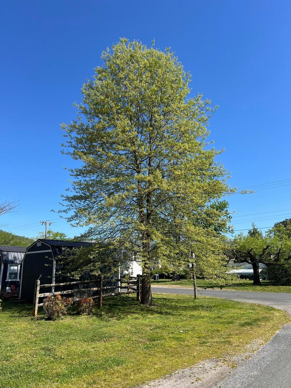 702 ANDERSON ST, GLASGOW, Virginia 24555, 3 Bedrooms Bedrooms, ,2 BathroomsBathrooms,Residential,702 Anderson St Glasgow, VA 24555,702 ANDERSON ST,672181 MLS # 672181 702 ANDERSON ST, GLASGOW, Virginia 24555, 3 Bedrooms Bedrooms, ,2 BathroomsBathrooms,Residential,702 Anderson St Glasgow, VA 24555,702 ANDERSON ST,672181 MLS # 672181