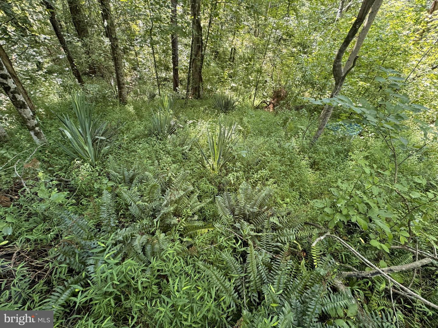 LOUISA, Virginia 23093, ,Land,For sale,VALA2009104 MLS # VALA2009104 LOUISA, Virginia 23093, ,Land,For sale,VALA2009104 MLS # VALA2009104