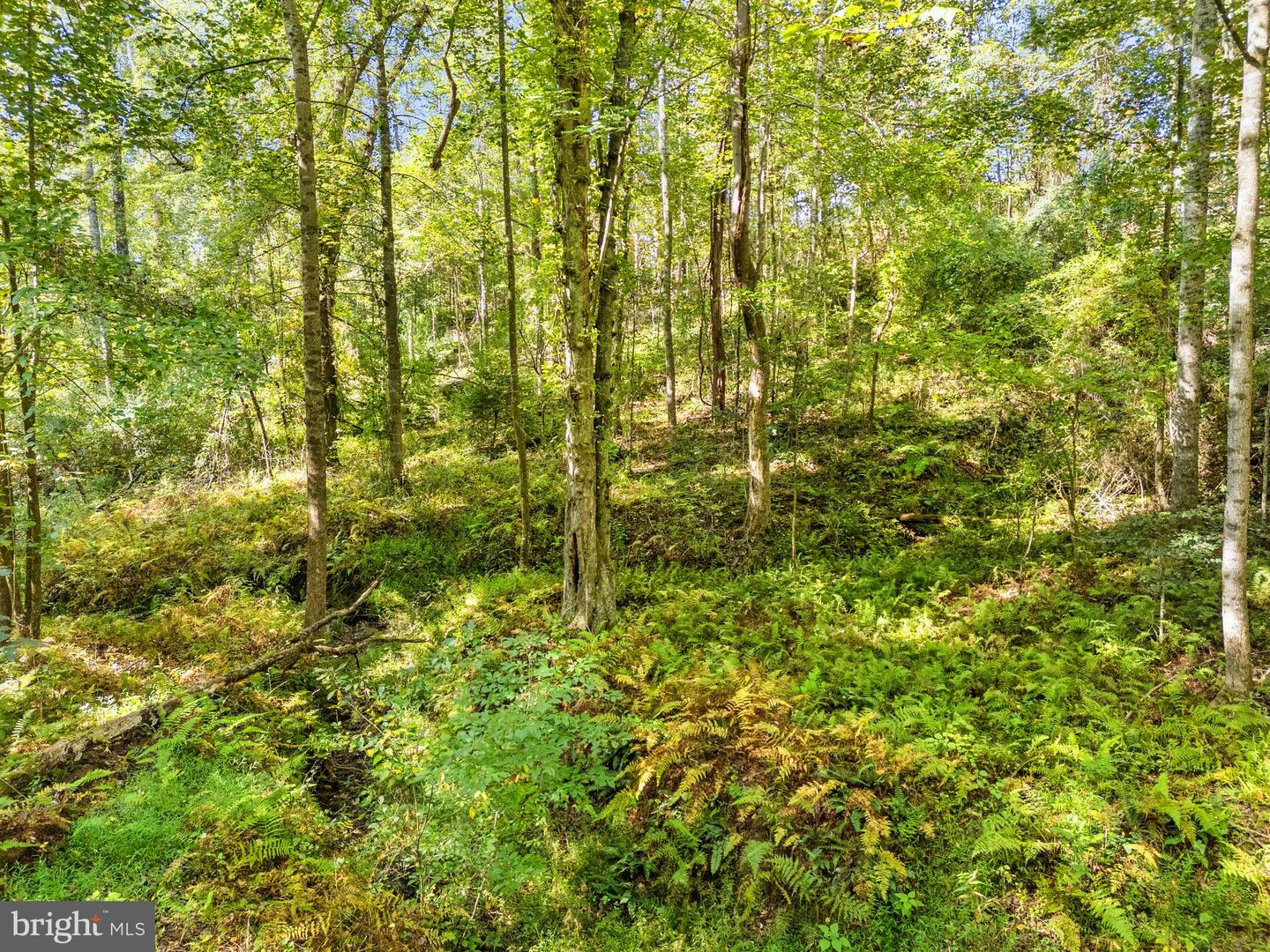 VACANT LAND CABIN BRANCH ROAD, MARSHALL, Virginia 20115, ,Land,For sale,VACANT LAND CABIN BRANCH ROAD,VAFQ2020062 MLS # VAFQ2020062