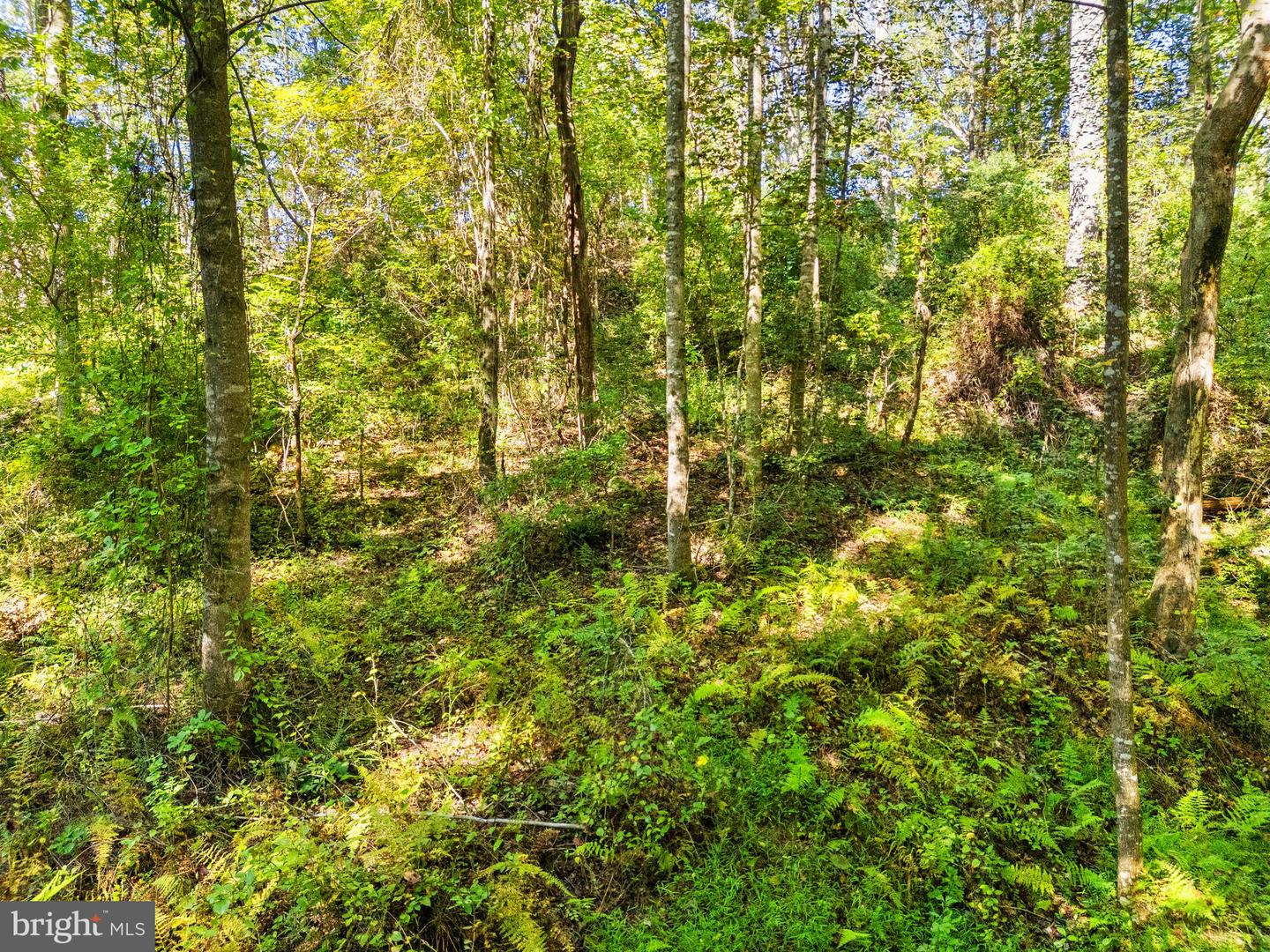 VACANT LAND CABIN BRANCH ROAD, MARSHALL, Virginia 20115, ,Land,For sale,VACANT LAND CABIN BRANCH ROAD,VAFQ2020062 MLS # VAFQ2020062