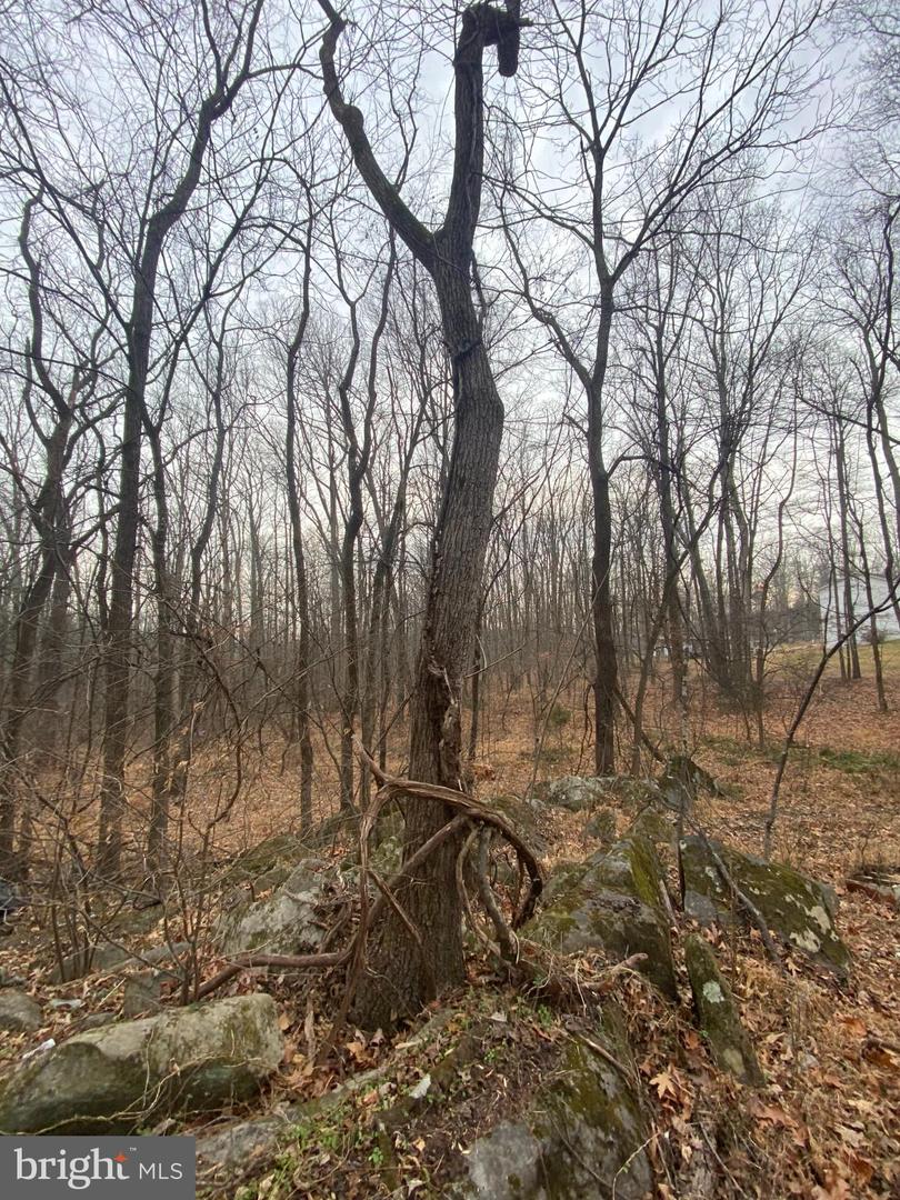 0 SETTLE SCHOOL RD, RIXEYVILLE, Virginia 22737, ,Land,For sale,0 SETTLE SCHOOL RD,VACU2012348 MLS # VACU2012348