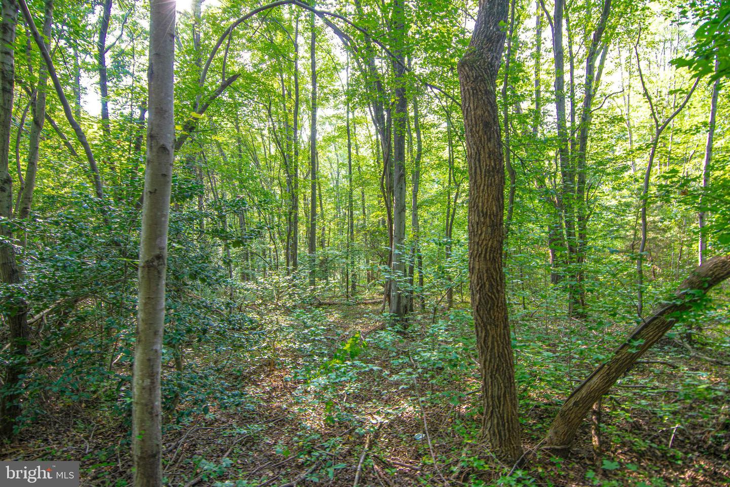 LOT 0 - JOHN MINOR DR, KING GEORGE, Virginia 22485, ,Land,For sale,LOT 0 - JOHN MINOR DR,VAKG2006882 MLS # VAKG2006882