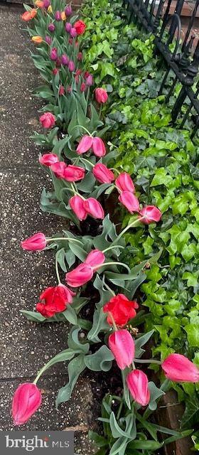 237 10TH ST SE, WASHINGTON, District Of Columbia 20003, 3 Bedrooms Bedrooms, ,2 BathroomsBathrooms,Residential,For sale,237 10TH ST SE,DCDC2240308 MLS # DCDC2240308