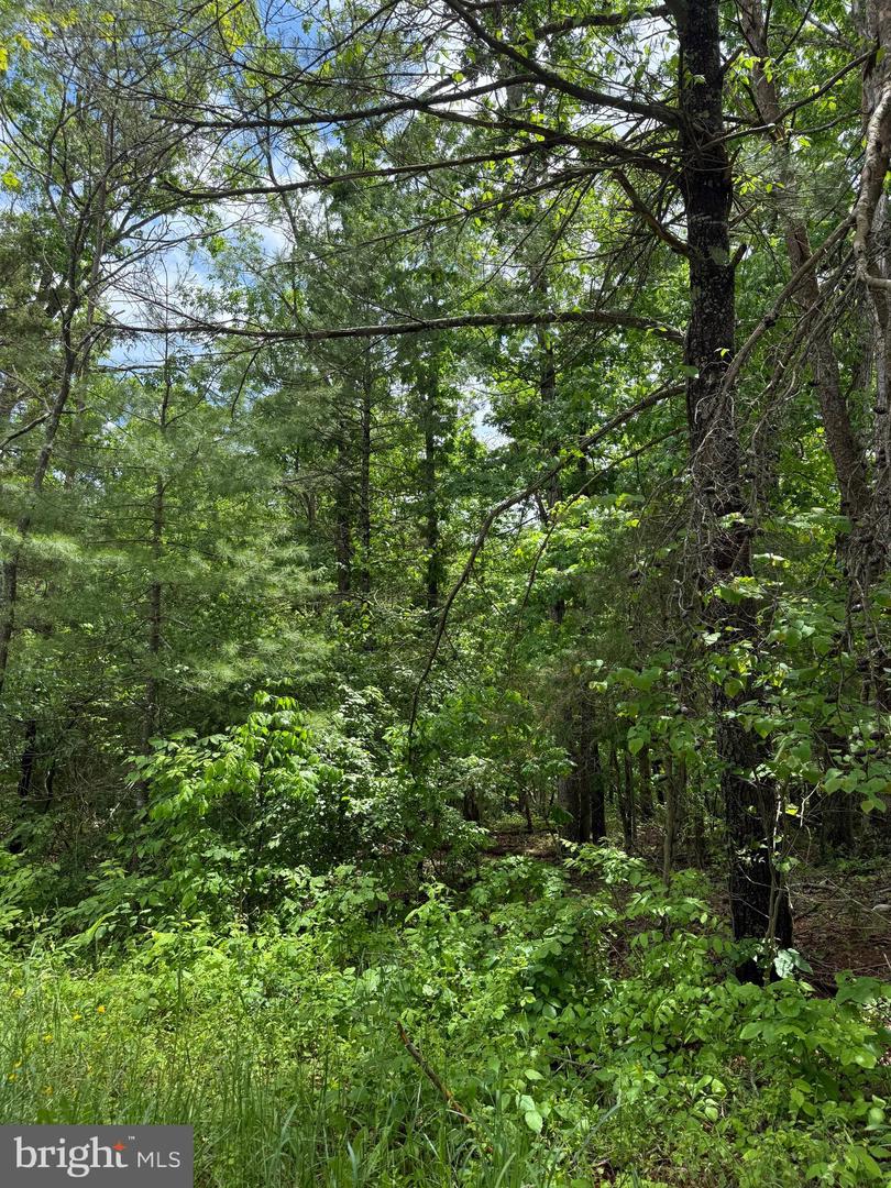 ALUM SPRINGS RD, EDINBURG, Virginia 22824, ,Land,For sale,ALUM SPRINGS RD,VASH2013330 MLS # VASH2013330 ALUM SPRINGS RD, EDINBURG, Virginia 22824, ,Land,For sale,ALUM SPRINGS RD,VASH2013330 MLS # VASH2013330