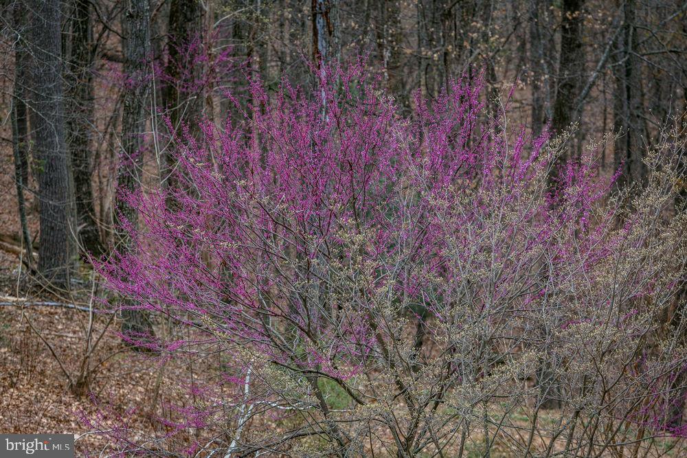 9586 BRUNK SPRING LN, BROADWAY, Virginia 22815, 3 Bedrooms Bedrooms, ,3 BathroomsBathrooms,Residential,For sale,9586 BRUNK SPRING LN,VARO2002246 MLS # VARO2002246