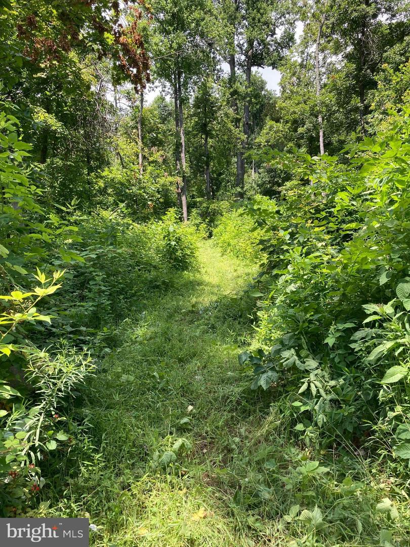 13477 MOUNTAIN ROAD, LOVETTSVILLE, Virginia 20180, ,Land,For sale,13477 MOUNTAIN ROAD,VALO2113696 MLS # VALO2113696