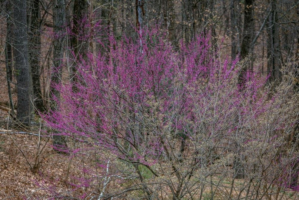 9586 BRUNK SPRING LN, BROADWAY, Virginia 22815, 3 Bedrooms Bedrooms, ,3 BathroomsBathrooms,Residential,9586 BRUNK SPRING LN,663559 MLS # 663559