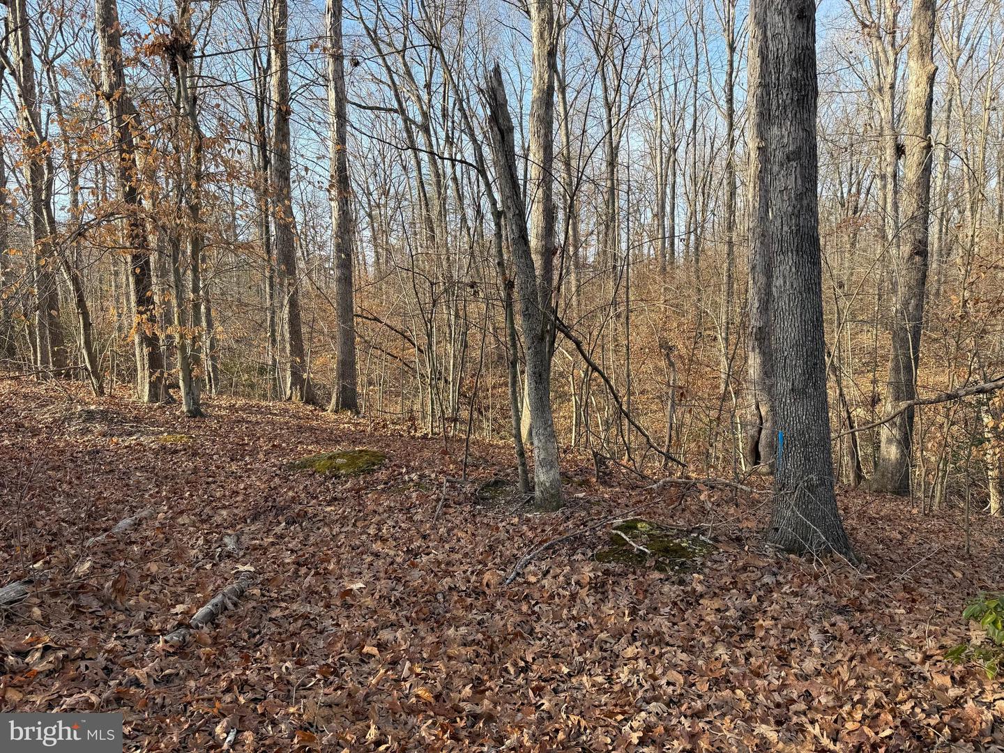 6002 STUBBS BRIDGE RD, MINERAL, Virginia 23117, ,Land,For sale,6002 STUBBS BRIDGE RD,VASP2038452 MLS # VASP2038452 6002 STUBBS BRIDGE RD, MINERAL, Virginia 23117, ,Land,For sale,6002 STUBBS BRIDGE RD,VASP2038452 MLS # VASP2038452