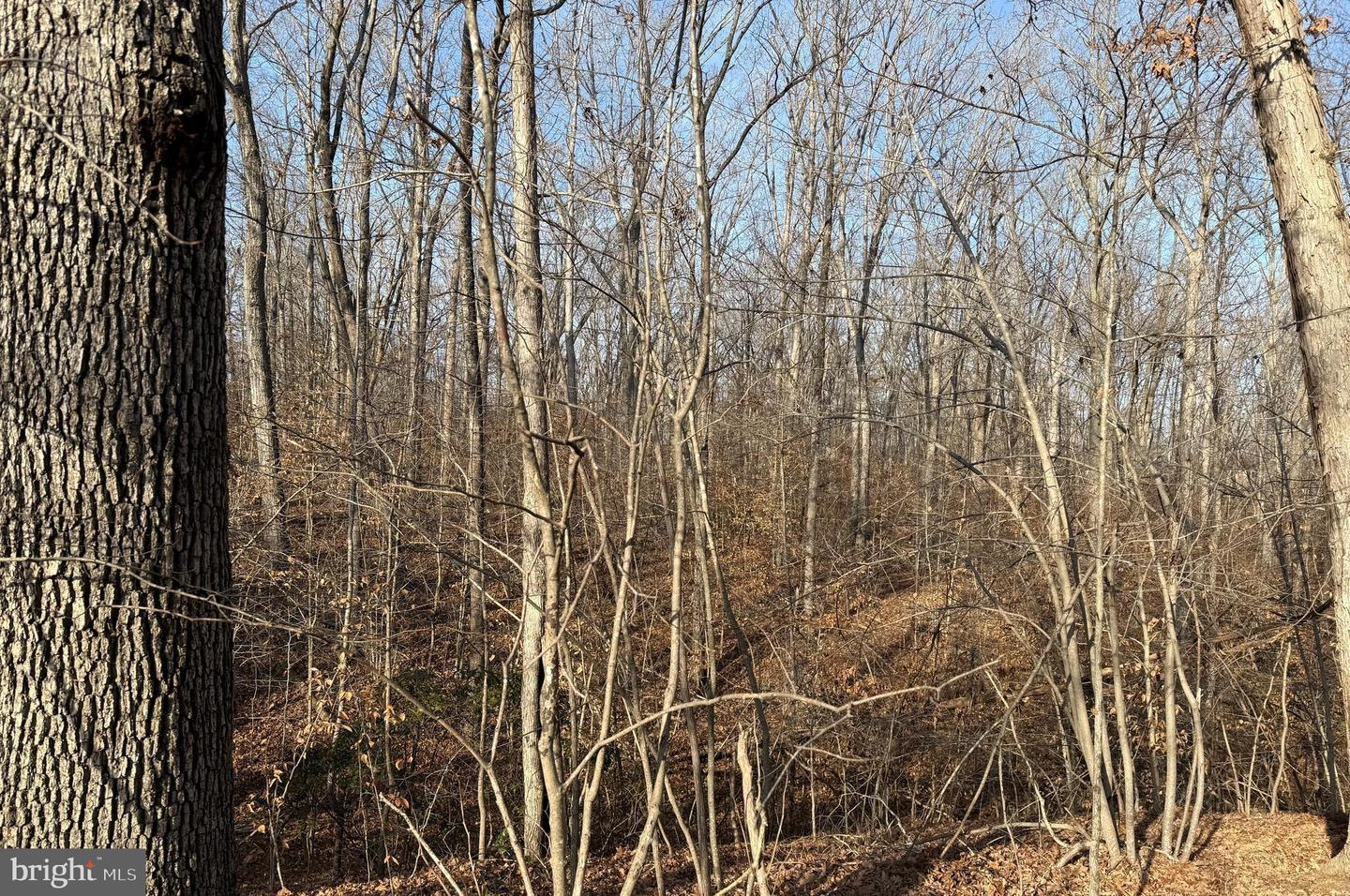 6002 STUBBS BRIDGE RD, MINERAL, Virginia 23117, ,Land,For sale,6002 STUBBS BRIDGE RD,VASP2038452 MLS # VASP2038452 6002 STUBBS BRIDGE RD, MINERAL, Virginia 23117, ,Land,For sale,6002 STUBBS BRIDGE RD,VASP2038452 MLS # VASP2038452