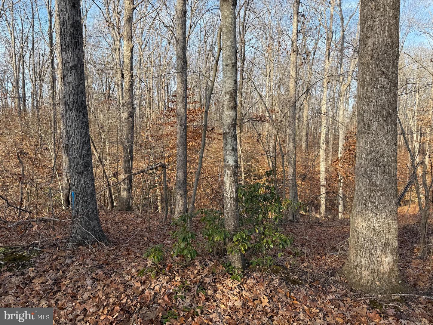 6002 STUBBS BRIDGE RD, MINERAL, Virginia 23117, ,Land,For sale,6002 STUBBS BRIDGE RD,VASP2038452 MLS # VASP2038452 6002 STUBBS BRIDGE RD, MINERAL, Virginia 23117, ,Land,For sale,6002 STUBBS BRIDGE RD,VASP2038452 MLS # VASP2038452