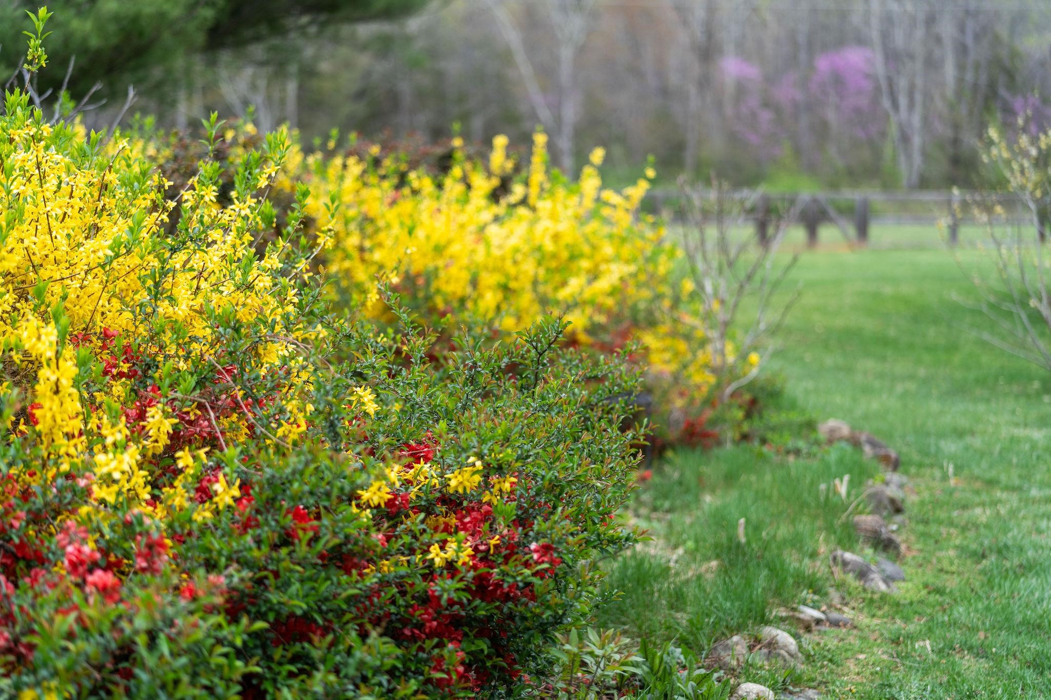 27 BLACK WALNUT LN, NELLYSFORD, Virginia 22958, 5 Bedrooms Bedrooms, ,5 BathroomsBathrooms,Residential,27 BLACK WALNUT LN,663193 MLS # 663193