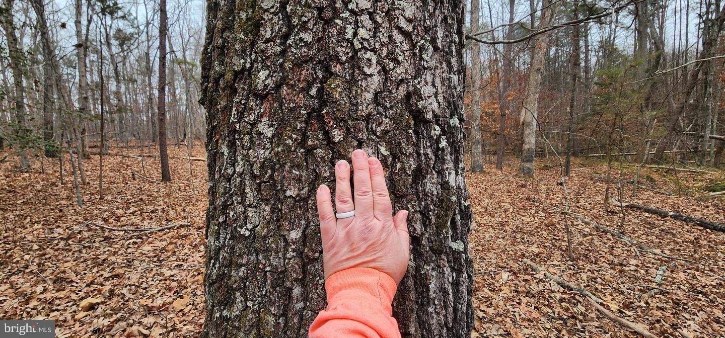 LOT 3 LEES CT, LOCUST GROVE, Virginia 22508, ,Land,For sale,LOT 3 LEES CT,VAOR2013086 MLS # VAOR2013086