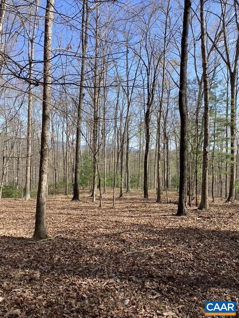 0 BATESVILLE RD, AFTON, Virginia 22920, ,Farm,For sale,0 BATESVILLE RD,672412 MLS # 672412 0 BATESVILLE RD, AFTON, Virginia 22920, ,Farm,For sale,0 BATESVILLE RD,672412 MLS # 672412