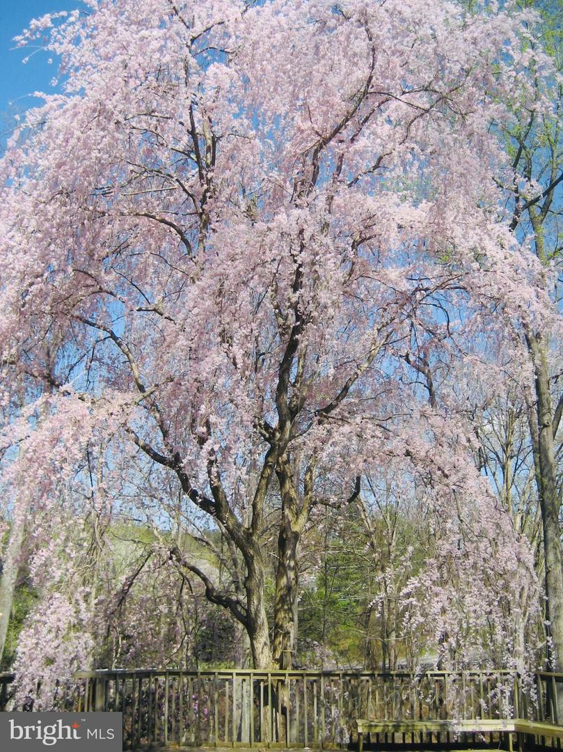 2201 NOBEHAR, VIENNA, Virginia 22181, 5 Bedrooms Bedrooms, ,3 BathroomsBathrooms,Residential,For sale,2201 NOBEHAR,VAFX2278508 MLS # VAFX2278508