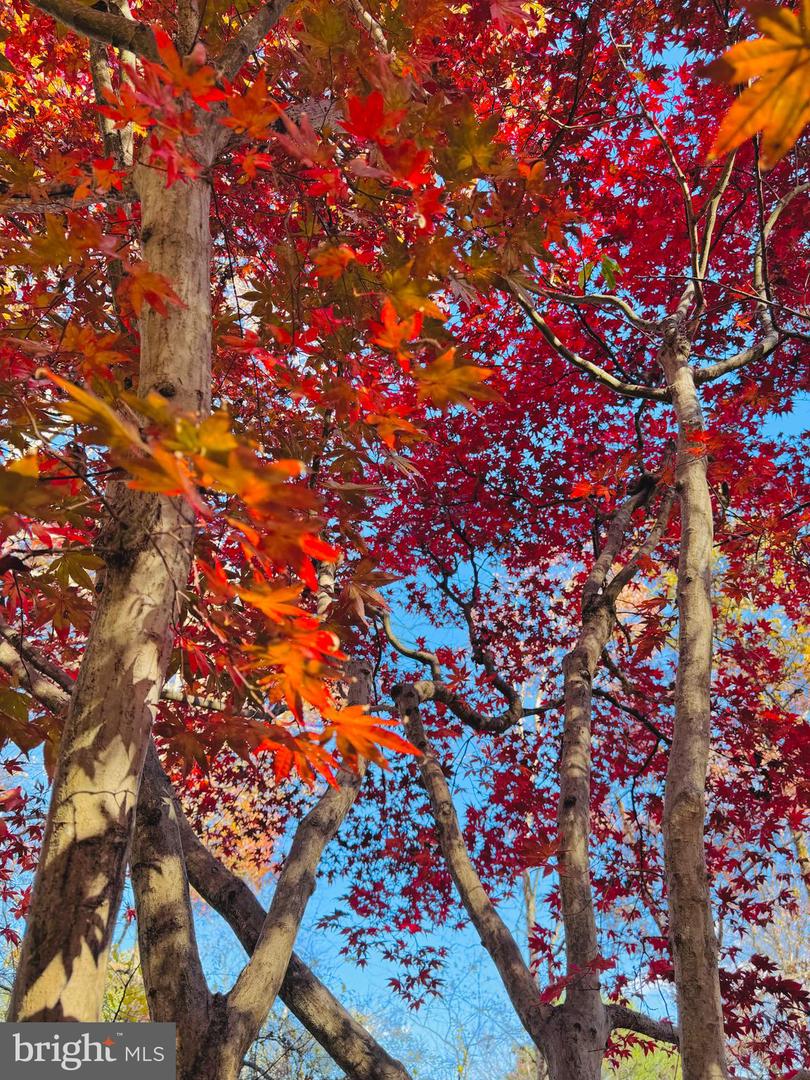 2201 NOBEHAR, VIENNA, Virginia 22181, 5 Bedrooms Bedrooms, ,3 BathroomsBathrooms,Residential,For sale,2201 NOBEHAR,VAFX2278508 MLS # VAFX2278508