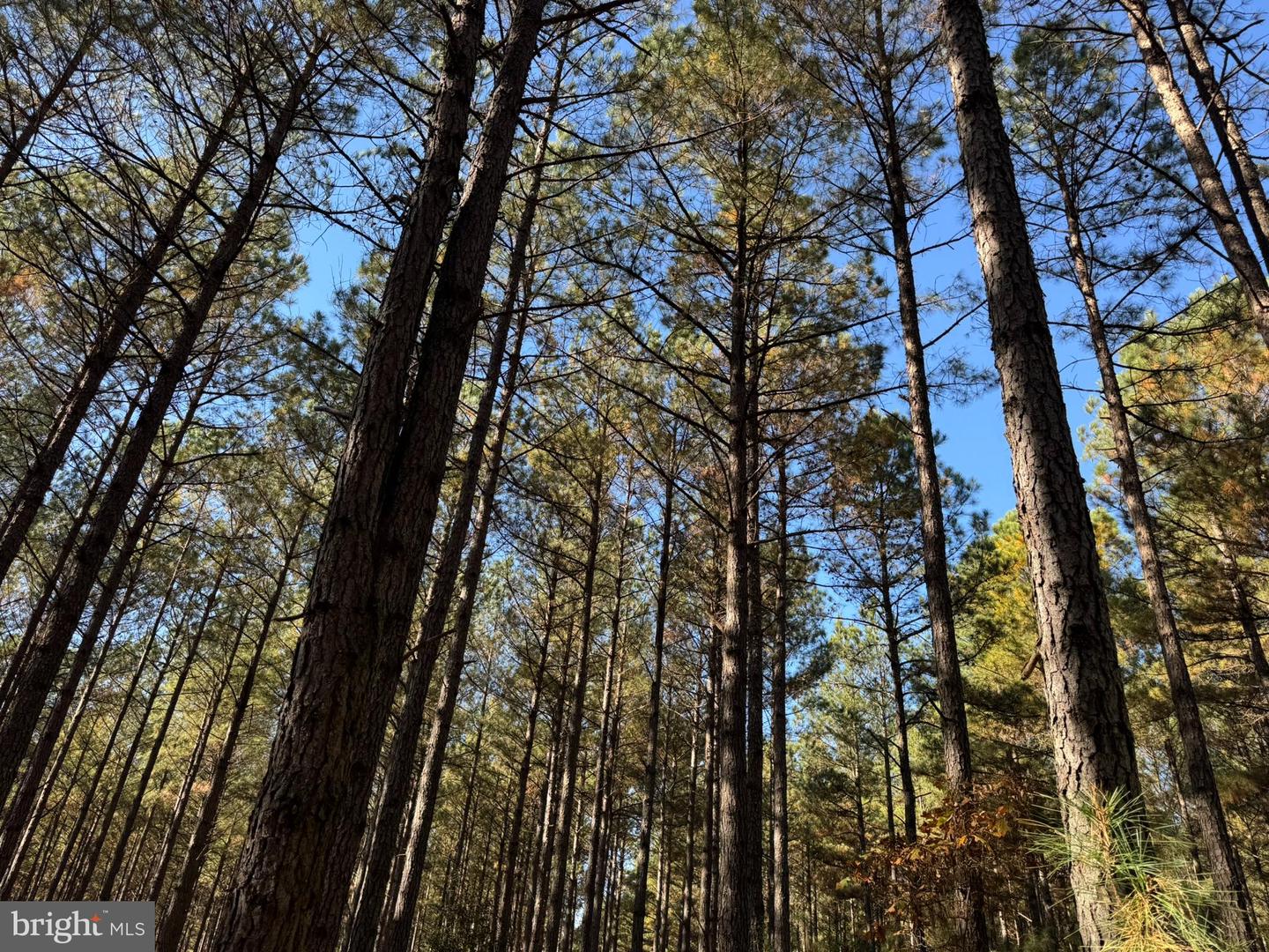 0 POLE RUN RD, DISPUTANTA, Virginia 23842, ,Land,For sale,0 POLE RUN RD,VAPV2000098 MLS # VAPV2000098