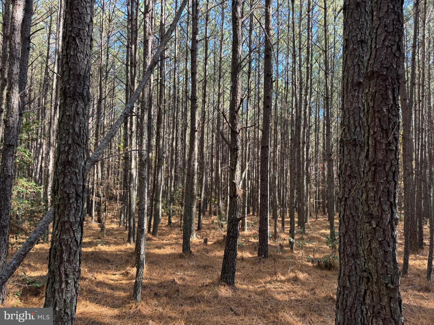 0 POLE RUN RD, DISPUTANTA, Virginia 23842, ,Land,For sale,0 POLE RUN RD,VAPV2000098 MLS # VAPV2000098