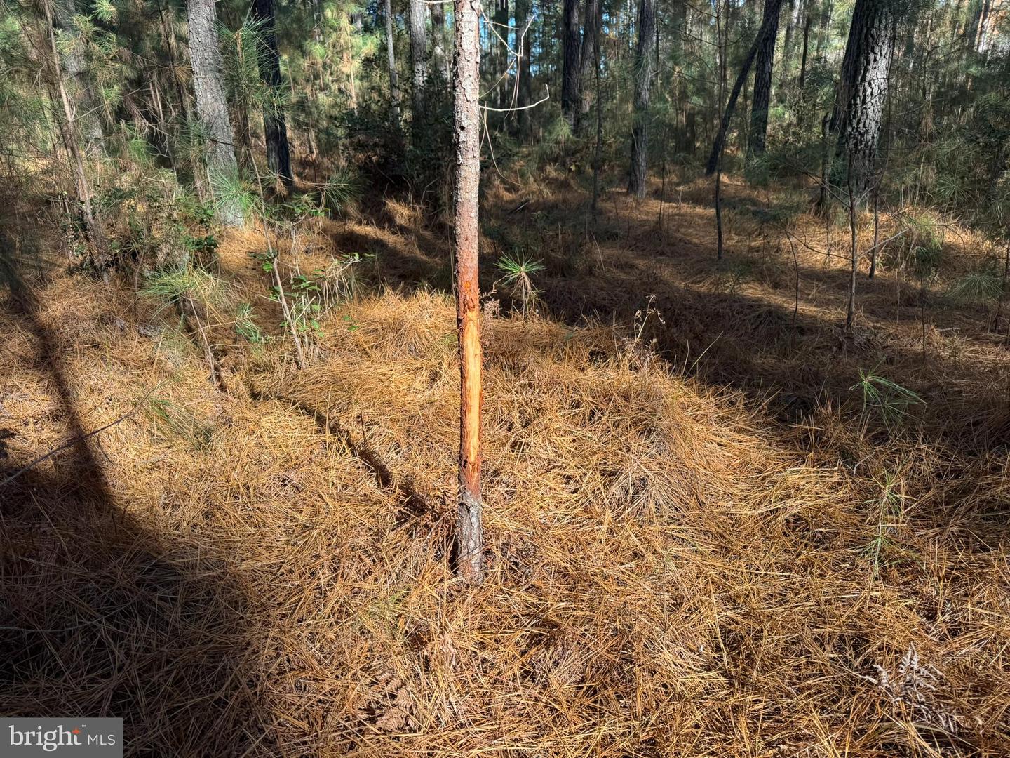 0 POLE RUN RD, DISPUTANTA, Virginia 23842, ,Land,For sale,0 POLE RUN RD,VAPV2000100 MLS # VAPV2000100