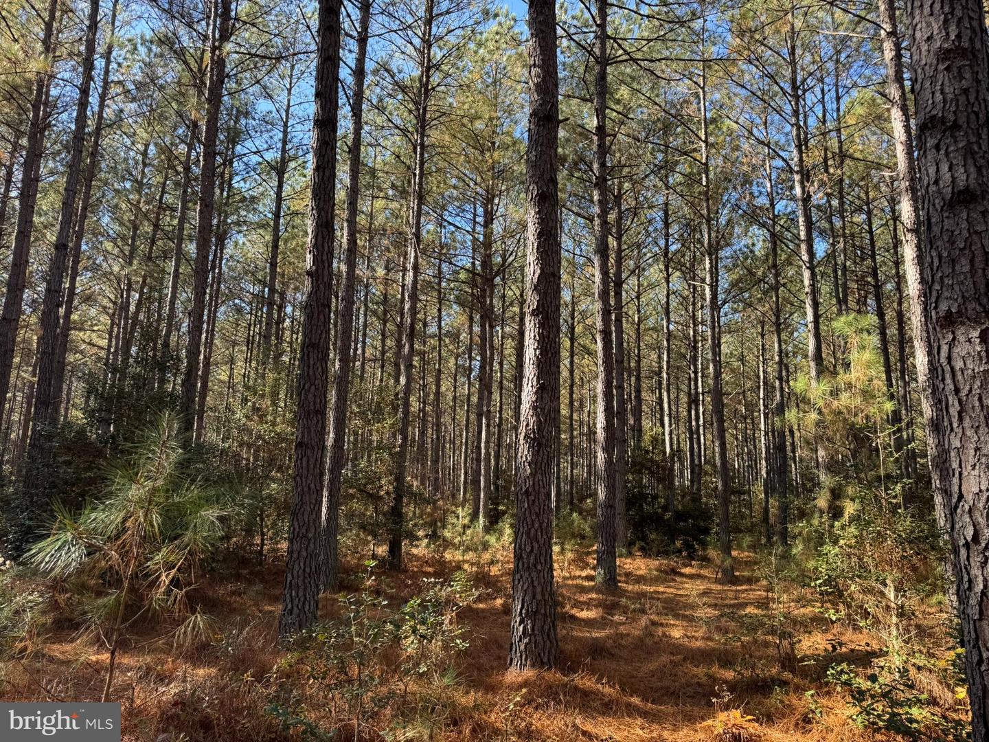 0 POLE RUN RD, DISPUTANTA, Virginia 23842, ,Land,For sale,0 POLE RUN RD,VAPV2000100 MLS # VAPV2000100