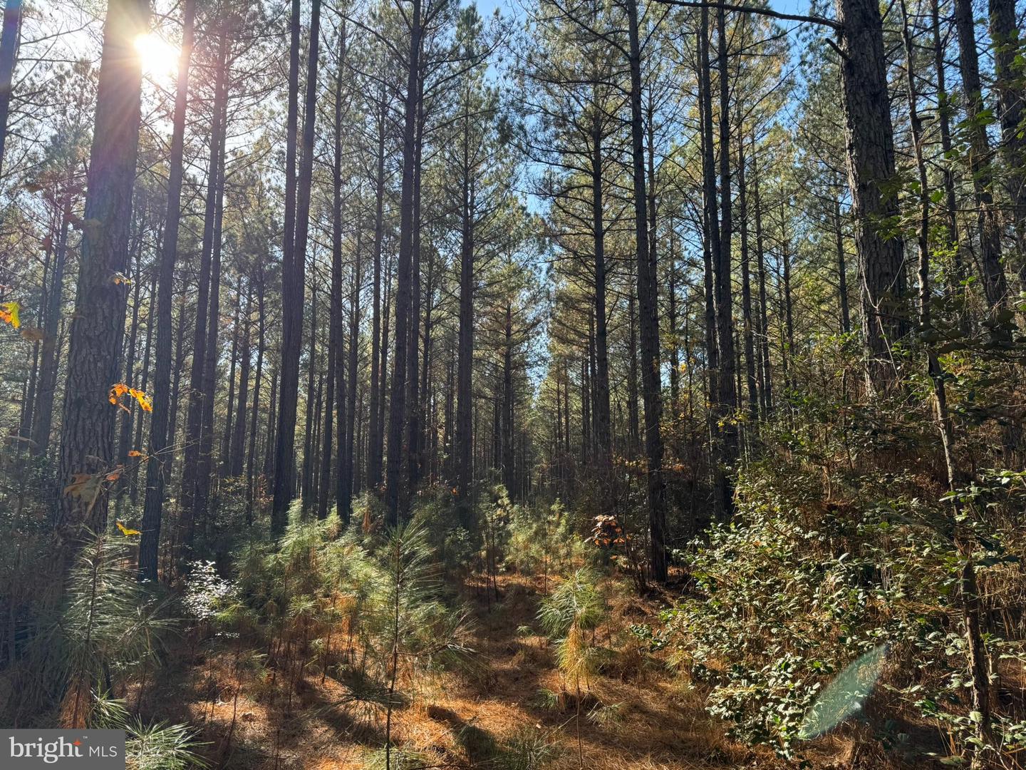 0 POLE RUN RD, DISPUTANTA, Virginia 23842, ,Land,For sale,0 POLE RUN RD,VAPV2000102 MLS # VAPV2000102