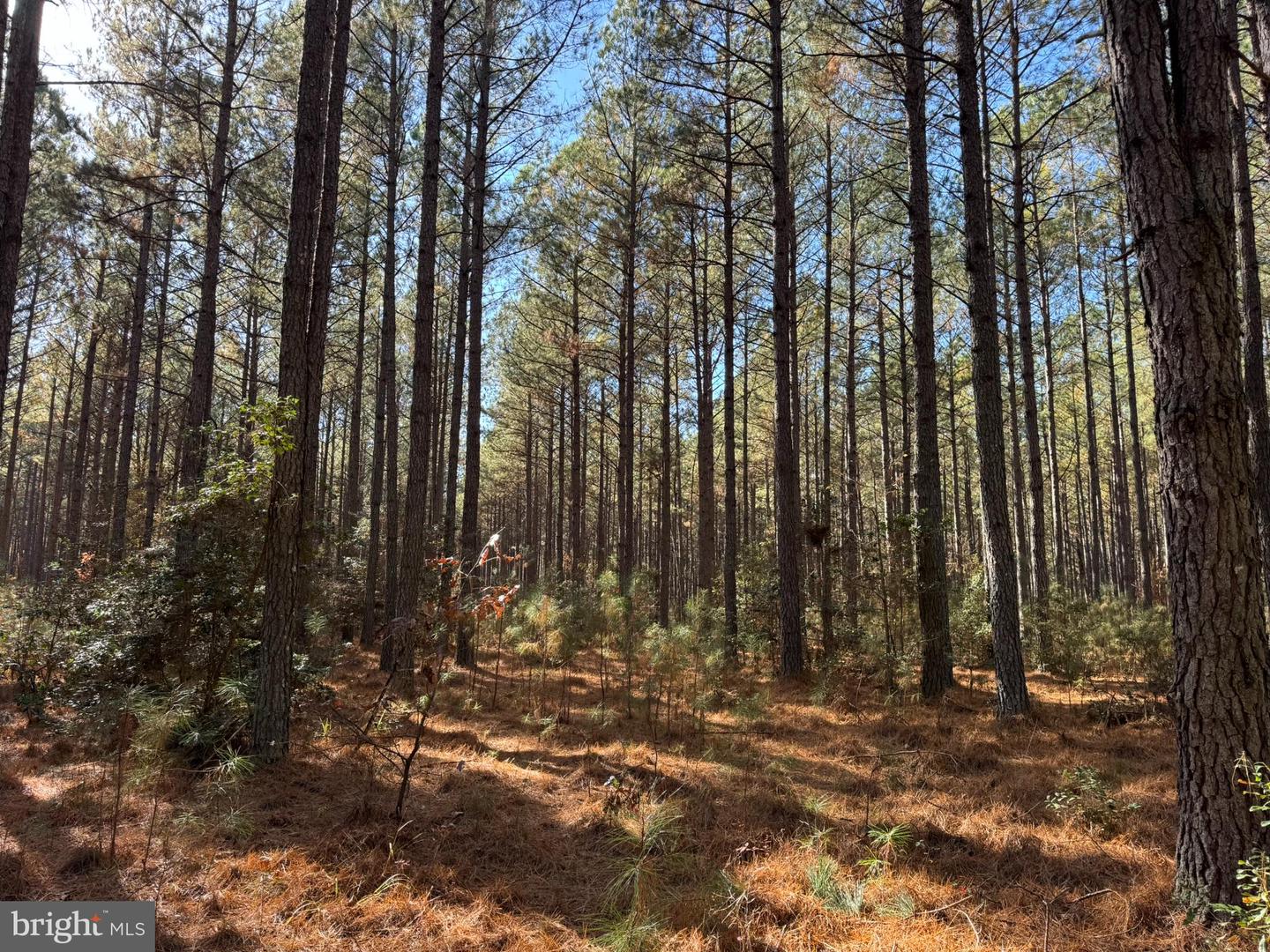 0 POLE RUN RD, DISPUTANTA, Virginia 23842, ,Land,For sale,0 POLE RUN RD,VAPV2000102 MLS # VAPV2000102