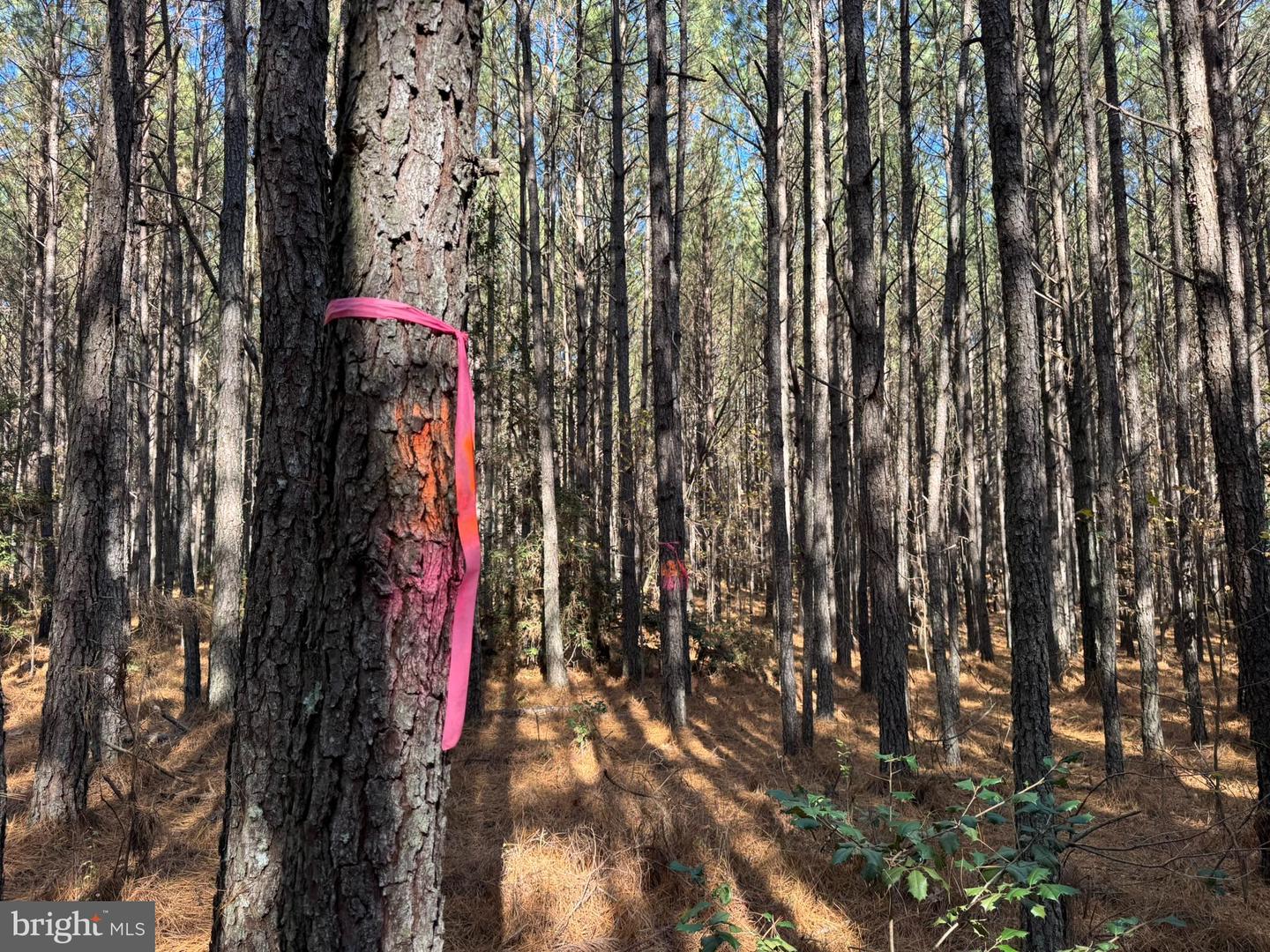 0 POLE RUN RD, DISPUTANTA, Virginia 23842, ,Land,For sale,0 POLE RUN RD,VAPV2000102 MLS # VAPV2000102