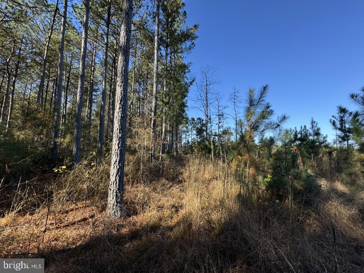 0 POLE RUN RD, DISPUTANTA, Virginia 23842, ,Land,For sale,0 POLE RUN RD,VAPV2000102 MLS # VAPV2000102