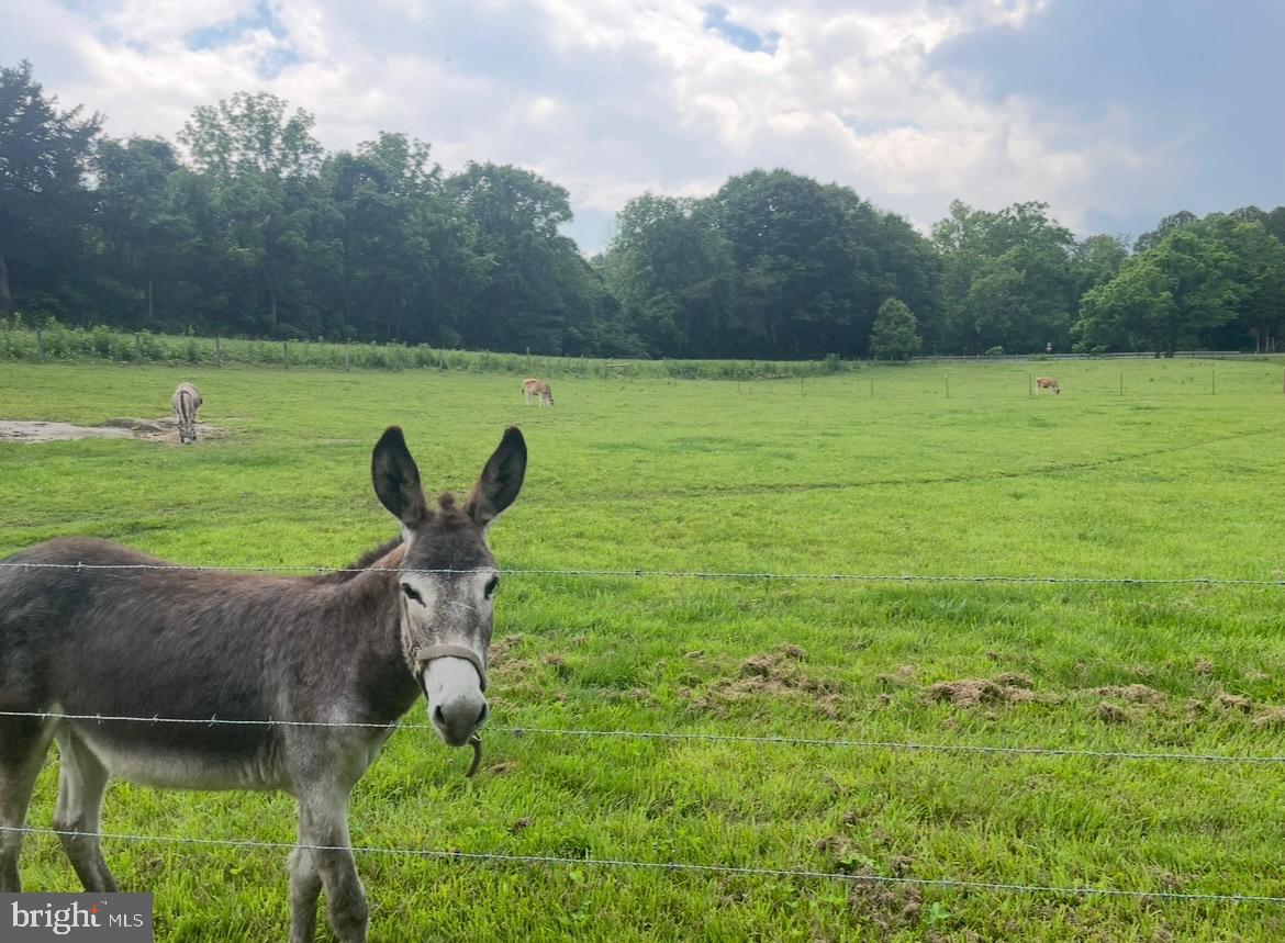 11183 DROGHEDA MOUNTAIN RD, RIXEYVILLE, Virginia 22737, 3 Bedrooms Bedrooms, ,2 BathroomsBathrooms,Residential,For sale,11183 DROGHEDA MOUNTAIN RD,VACU2012392 MLS # VACU2012392