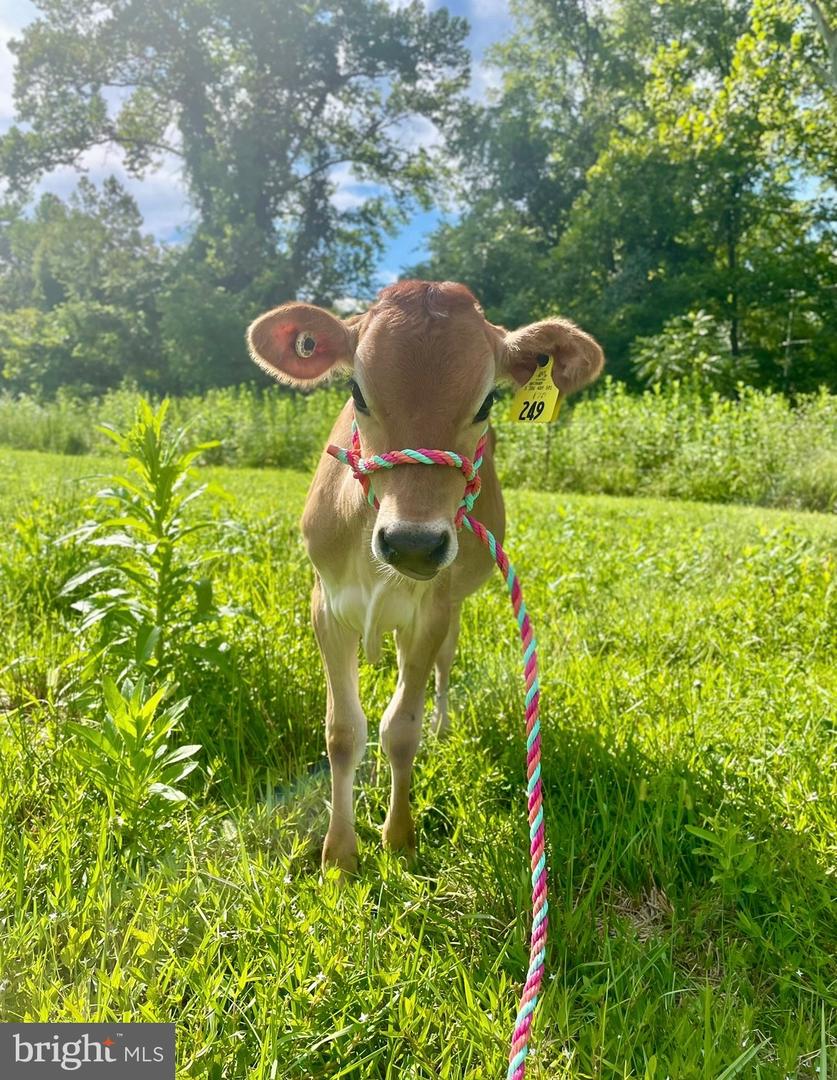 11183 DROGHEDA MOUNTAIN RD, RIXEYVILLE, Virginia 22737, 3 Bedrooms Bedrooms, ,2 BathroomsBathrooms,Residential,For sale,11183 DROGHEDA MOUNTAIN RD,VACU2012392 MLS # VACU2012392